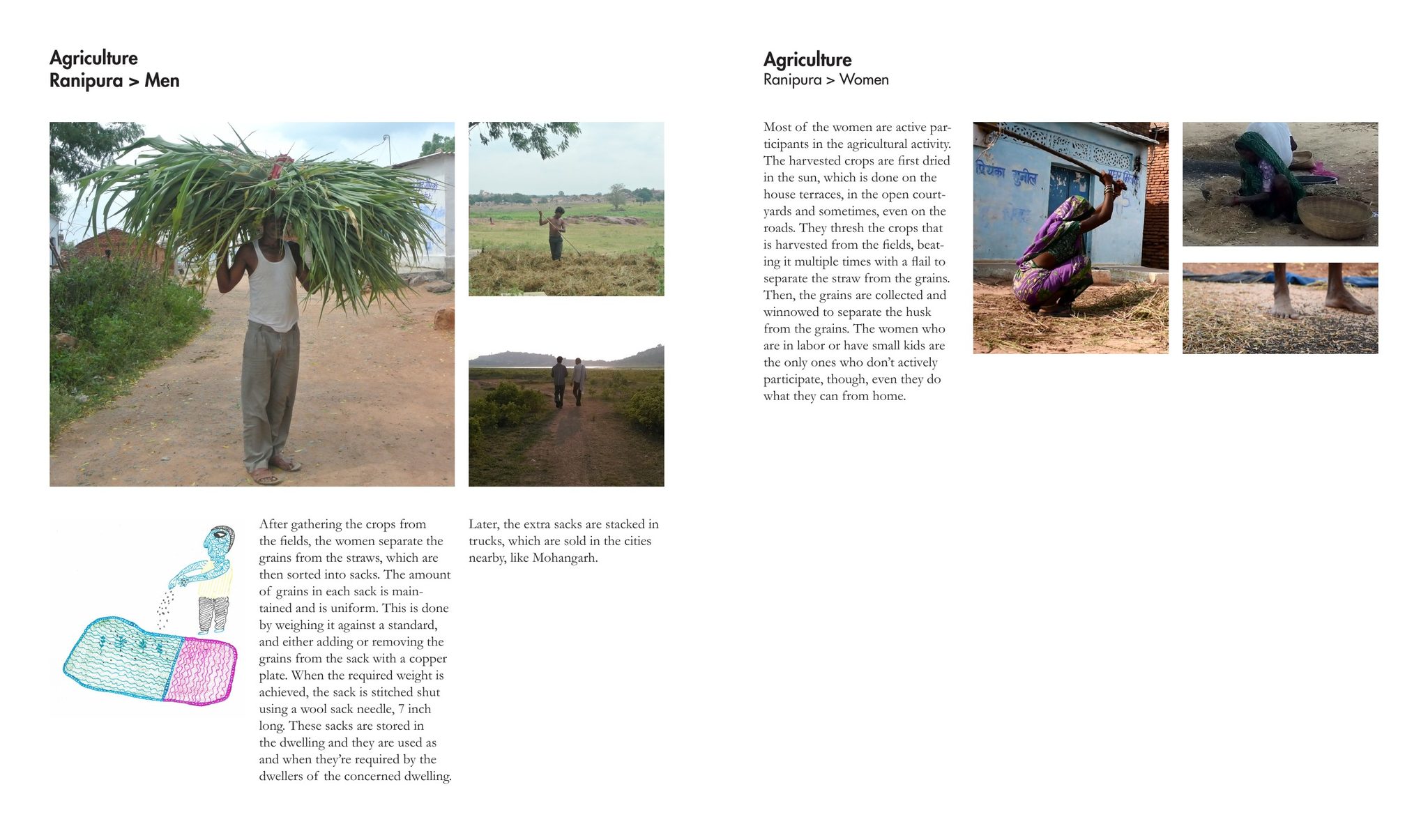 Agriculture in Ranipura: men and women at work in the fields